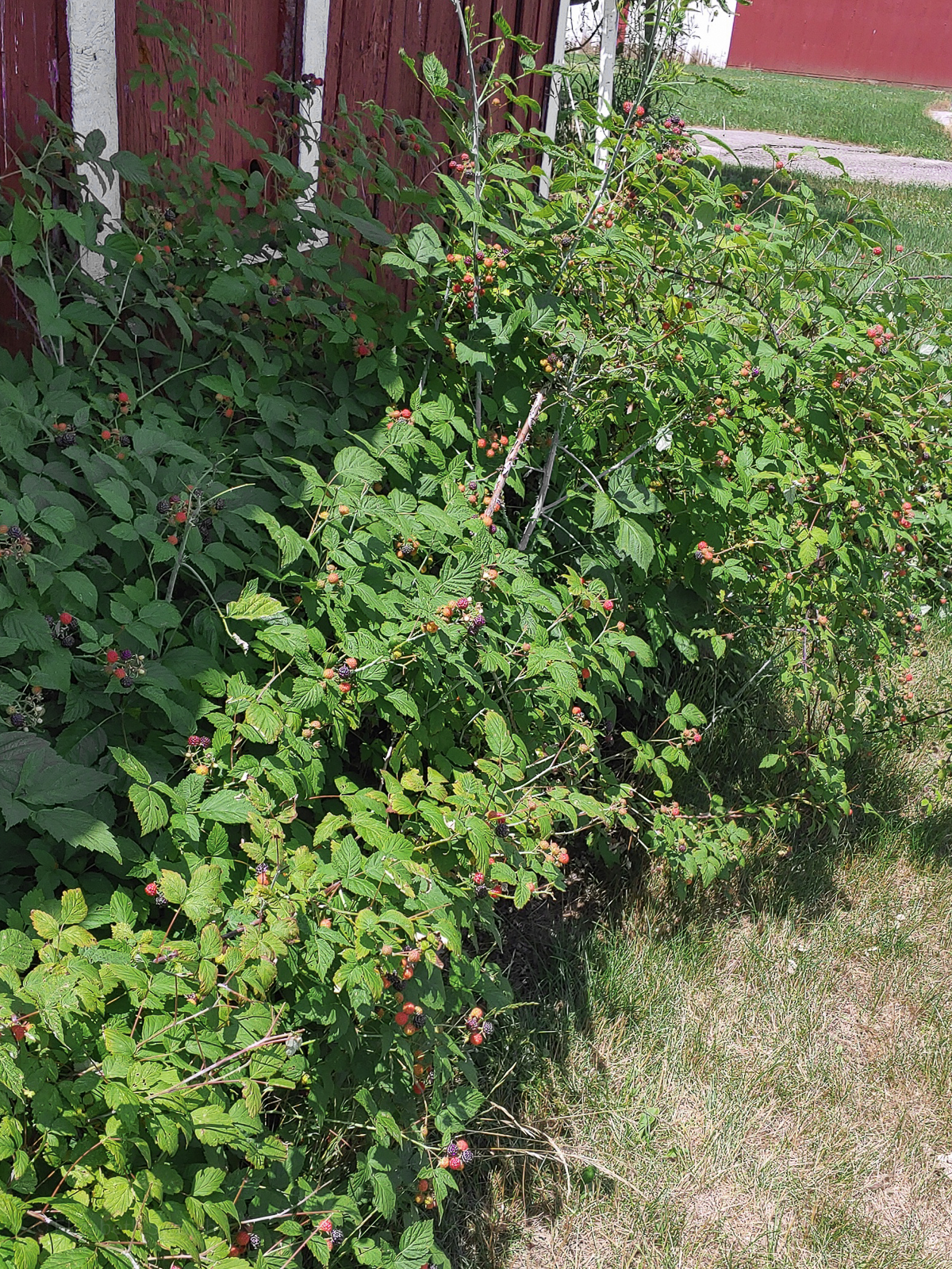 Bushes of wild blackberries behind the barn.
