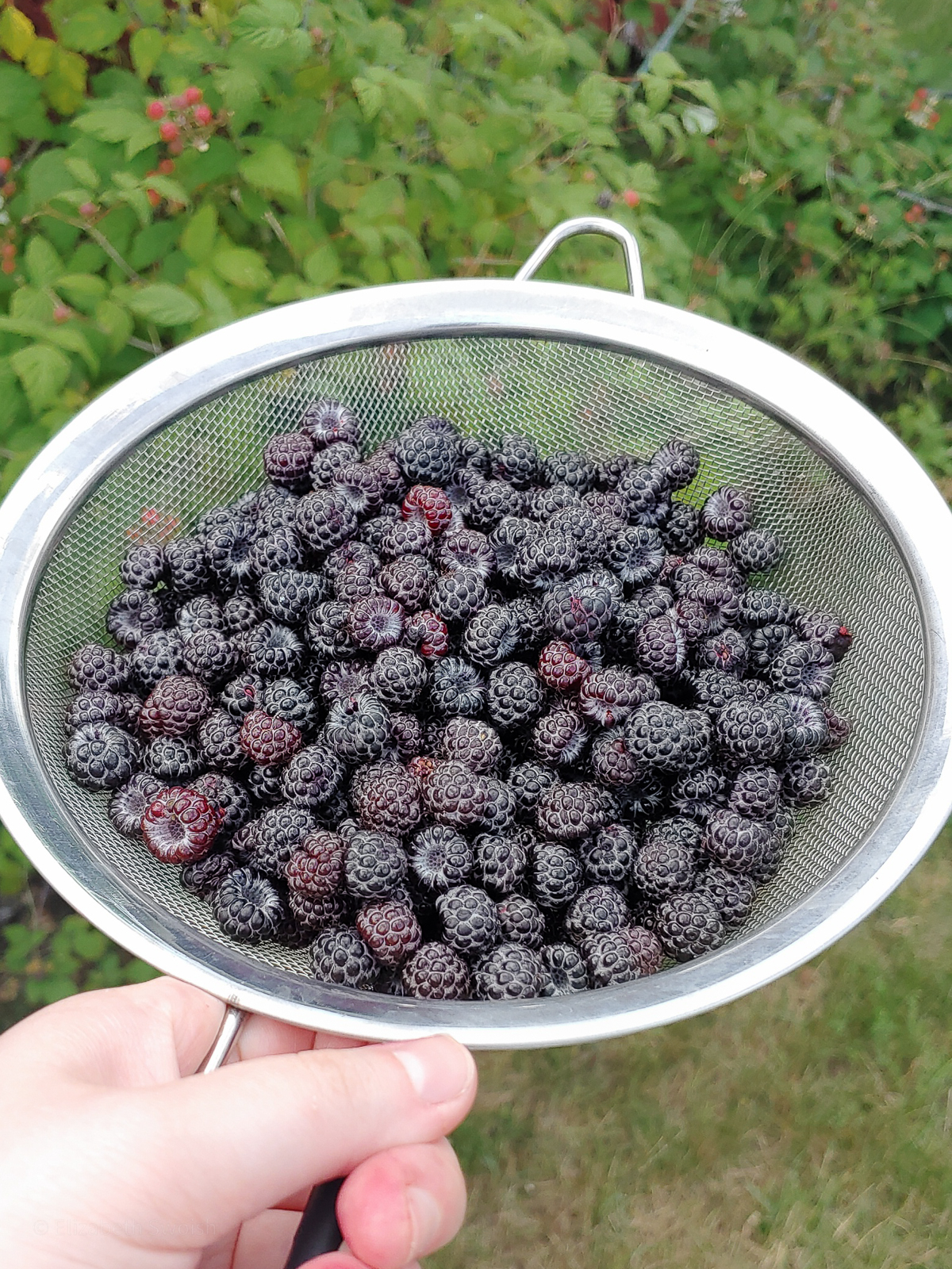 Strainer full of fresh wild blackberries with berry bushes in the background.