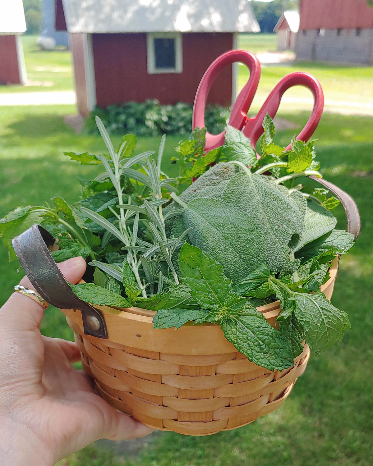 Basket of all types of herbs, rosemary, thyme, sage, and mint with a pair of scissors in it.