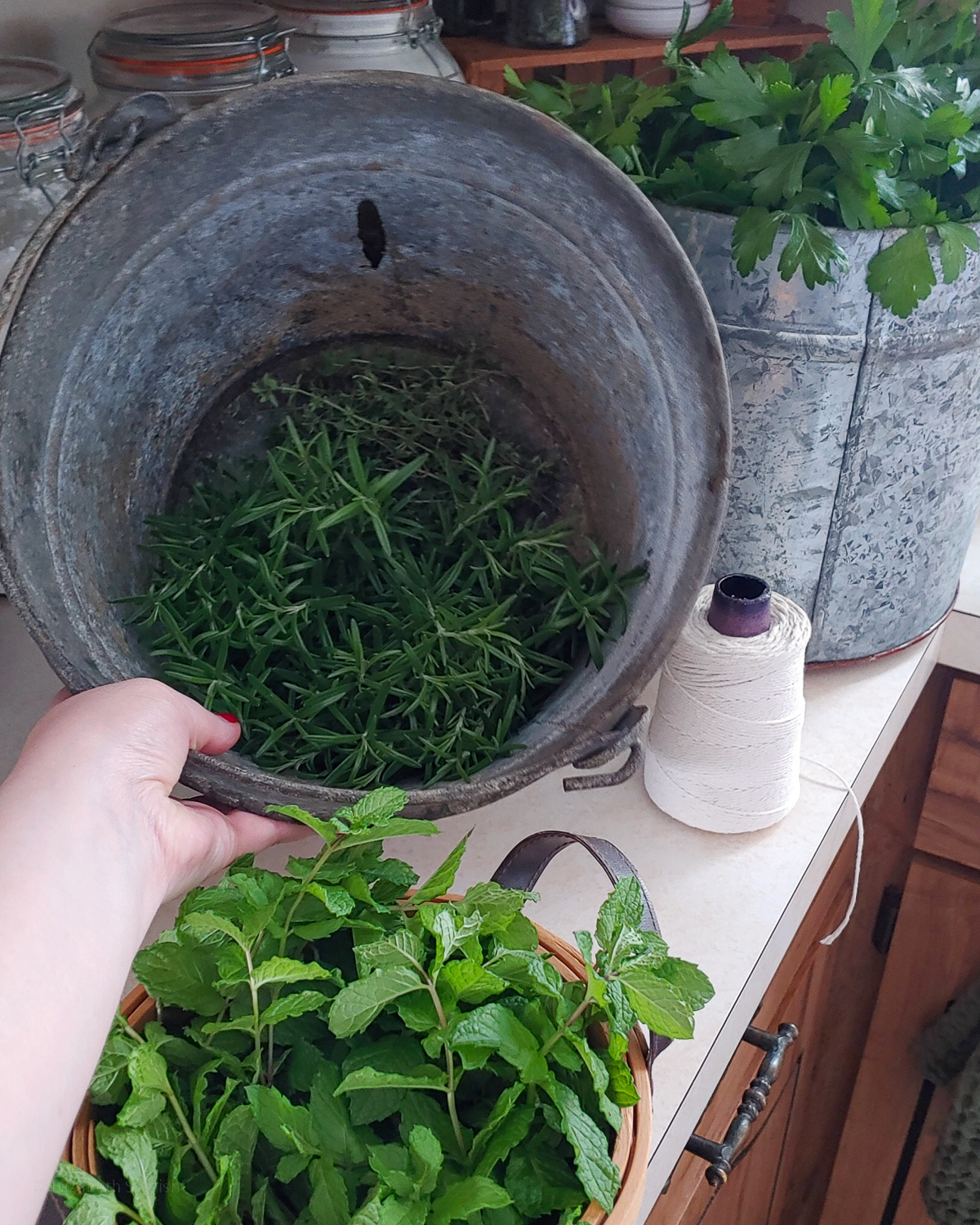Large metal buckets of herbs like parsley, rosemary, thyme, and mint. There is kitchen twine on the side for tying off bundles.